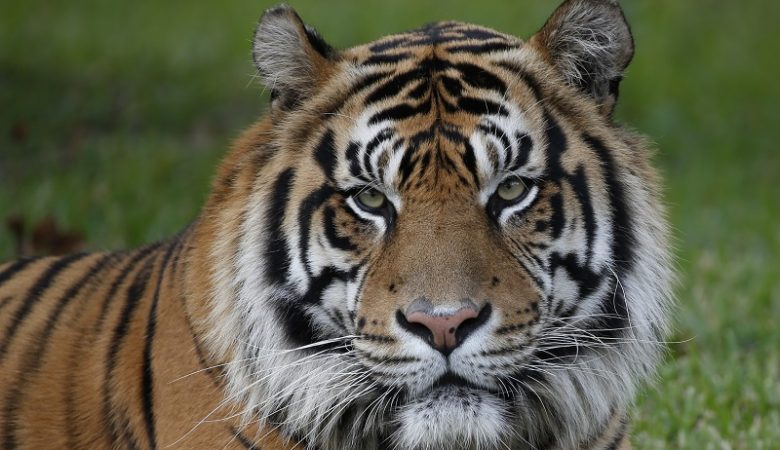 Λαθρέμποροι επιχείρησαν να πουλήσουν δέρμα και… έμβρυα τίγρης