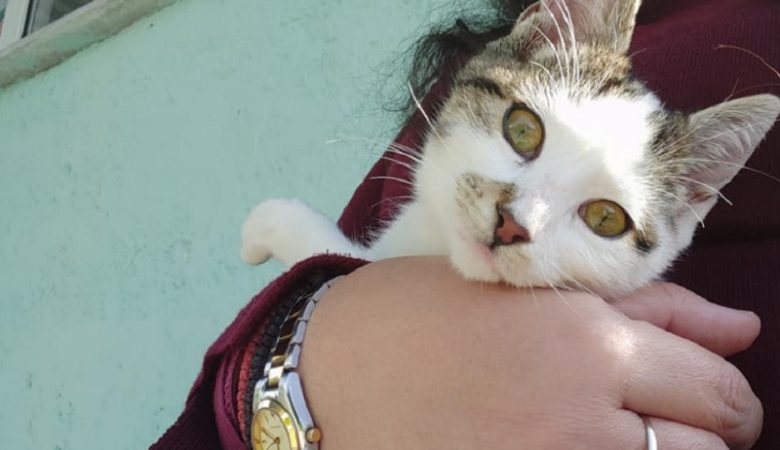 Χαλκιδική: Αναζητείται από την αστυνομία ασυνείδητος που σκότωνε γάτες