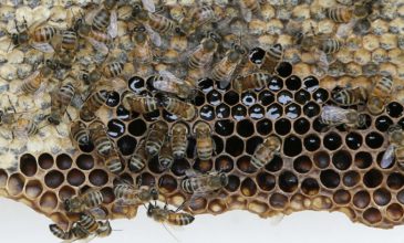 Θεσσαλονίκη: Έβγαζαν μεροκάματο κλέβοντας κυψέλες μελισσών