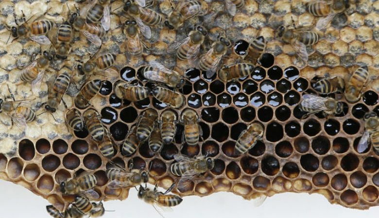 Θεσσαλονίκη: Έβγαζαν μεροκάματο κλέβοντας κυψέλες μελισσών