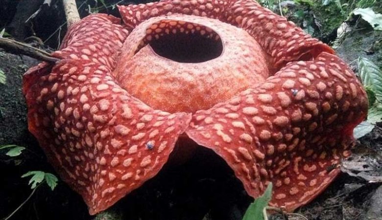 Το μεγαλύτερο λουλούδι του κόσμου που βρωμάει σαν σάπια σάρκα… άνθισε