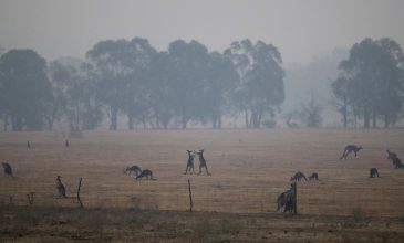 Πυρκαγιές Αυστραλία: Εθελοντές πλέκουν γάντια για κοάλα και μάρσιπους για καγκουρό