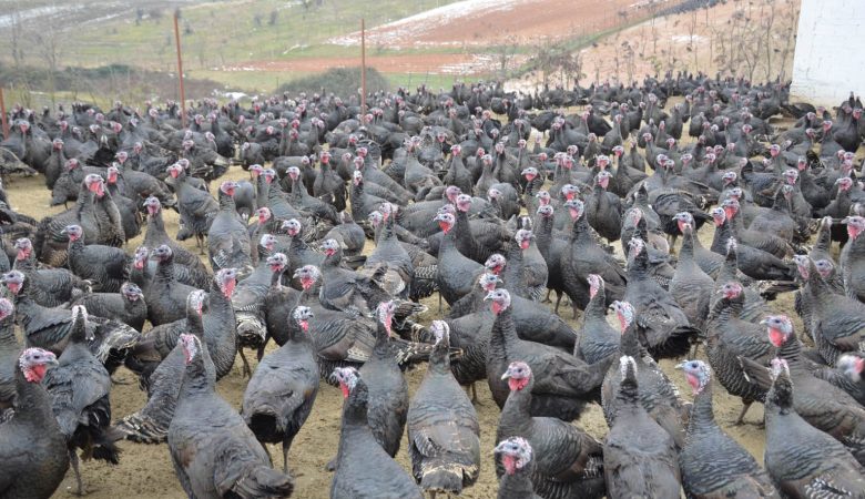 Ουγγαρία: Ο ιός της γρίπης των πτηνών βρέθηκε σε αγρόκτημα με γαλοπούλες