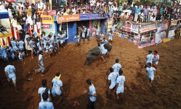 Βάφτηκε με αίμα παραδοσιακό φεστιβάλ ροντέο στην Ινδία