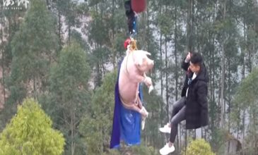 Σάλος στην Κίνα: Έβαλαν γουρούνι να κάνει bungee jumping