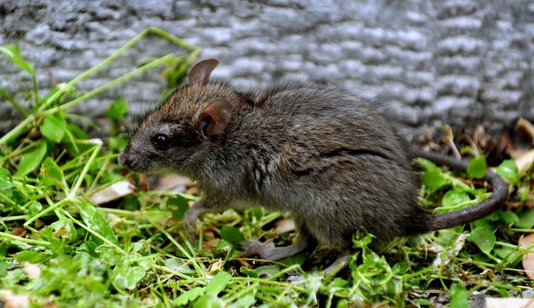 Εμφανίστηκαν ποντίκια σε νηπιαγωγείο – Έκλεισε για απολύμανση
