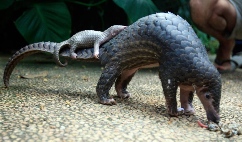 Kοροναϊός: Θηλαστικό που κινδυνεύει με εξαφάνιση είναι ίσως ο ξενιστής του κινεζικού ιού