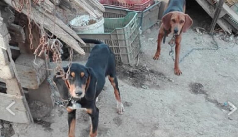 Κατήγγειλαν κυνηγό στη Θεσσαλονίκη για κακοποίηση δεκάδων σκύλων