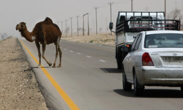 Λιβύη: Χιλιάδες καμήλες απομακρύνονται από την Τρίπολη λόγω επίθεσης με πυρά