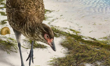 Αστεριόρνις: Βρέθηκε το αρχαιότερο απολίθωμα πουλιού που έζησε πριν 67 εκατ. χρόνια
