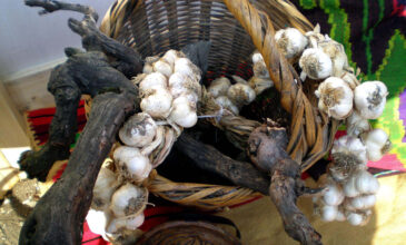 Κορονοϊός: Ανάρπαστα τα σκόρδα – Ξεπούλησαν οι παραγωγοί στον Έβρο