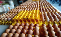 Απόπειρα «ελληνοποίησης» 302.000 αυγών από την Βουλγαρία απέτρεψε το ΣΔΟΕ
