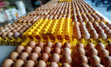 Ελληνοποιήσεις αυγών εκατομμυρίων ευρώ από τη Βουλγαρία εντόπισε το ΣΔΟΕ