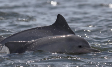 Δελφίνι ξεβράστηκε νεκρό σε παραλία της Κορίνθου