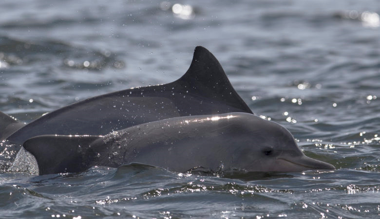 Δελφίνι ξεβράστηκε νεκρό σε παραλία της Κορίνθου