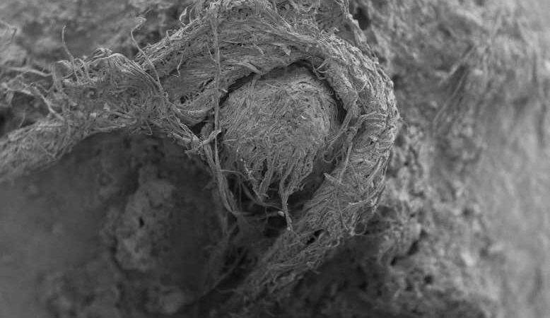 Ανακαλύφθηκε σκοινί ηλικίας 50.000 ετών που το είχαν φτιάξει οι Νεάντερταλ