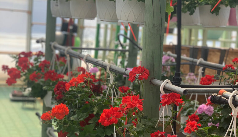 Ανθίζουν» τα μπαλκόνια λόγω καραντίνας- «Μαραζώνουν» οι πασχαλιές στα φυτώρια