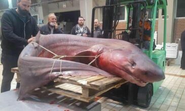 Καρχαρίας 330 κιλών στα δίχτυα ψαράδων στην Καβάλα