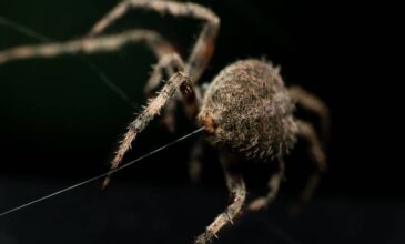 Γιατί δεν πρέπει να σκοτώνεις τις αράχνες στο σπίτι