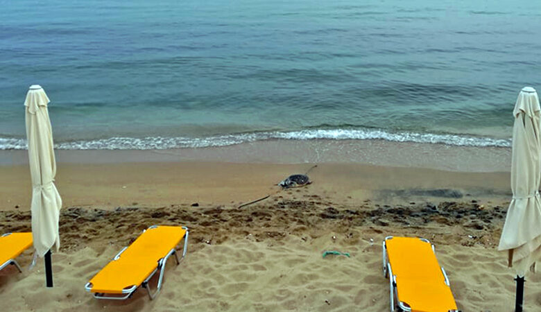 Καβάλα: Δύο θαλάσσιες χελώνες εντοπίστηκαν νεκρές σε παραλίες