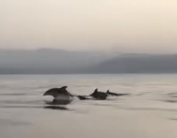 Ο εκπληκτικός «χορός» των δελφινιών στην Κρήτη – Η αναπάντεχη συνάντηση που προκάλεσε ενθουσιασμό