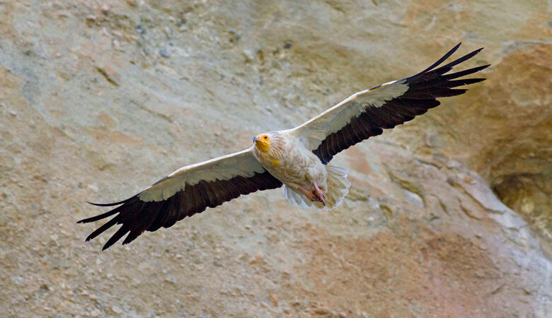 Ασπροπάρης: Το πουλί με τα 21 ονόματα στην Ελλάδα που έγινε αντικείμενο μελέτης σε 9 χώρες