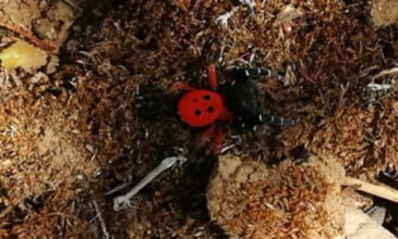 Η σπάνια αράχνη – πασχαλίτσα «χτύπησε» στη Λάρισα