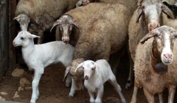 Οκτώ συλλήψεις για παραβίαση των μέτρων βιοασφάλειας για την ευλογιά των αιγοπροβάτων