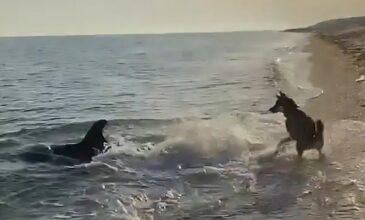 Το παιχνίδι ενός δελφινιού με έναν… σκύλο στην ακροθαλασσιά
