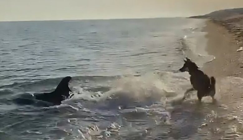 Το παιχνίδι ενός δελφινιού με έναν… σκύλο στην ακροθαλασσιά