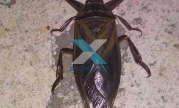 Το σπάνιο έντομο λιθόκερος εμφανίστηκε στην Κομοτηνή – Δηλητηριώδες το δάγκωμά του