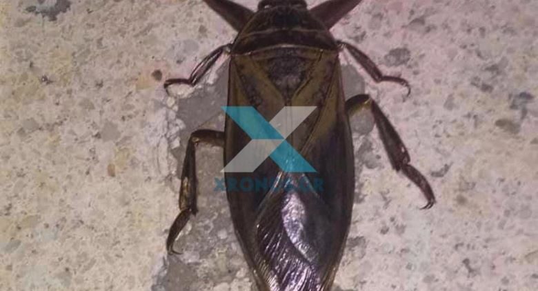 Το σπάνιο έντομο λιθόκερος εμφανίστηκε στην Κομοτηνή – Δηλητηριώδες το δάγκωμά του