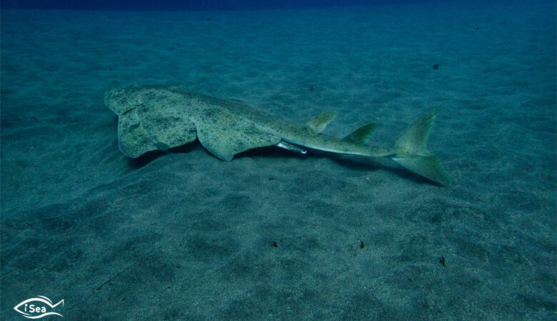 SOS για τους αγγελοκαρχαρίες του Αιγαίου – Κινδυνεύουν να εξαφανιστούν