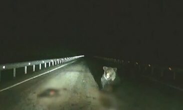 Αρκούδα επιτίθεται σε αυτοκίνητο για να σώσει το μωρό της
