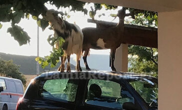 Οδηγός βρήκε κατσίκες να χοροπηδάνε πάνω στο αμάξι της – Δείτε φωτογραφίες