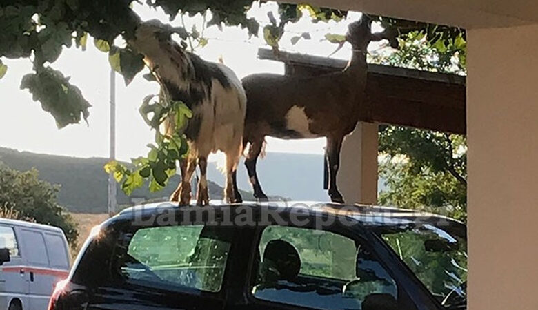 Οδηγός βρήκε κατσίκες να χοροπηδάνε πάνω στο αμάξι της – Δείτε φωτογραφίες
