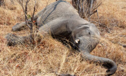 Μυστήριο με εκατοντάδες νεκρούς ελέφαντες στην Αφρική