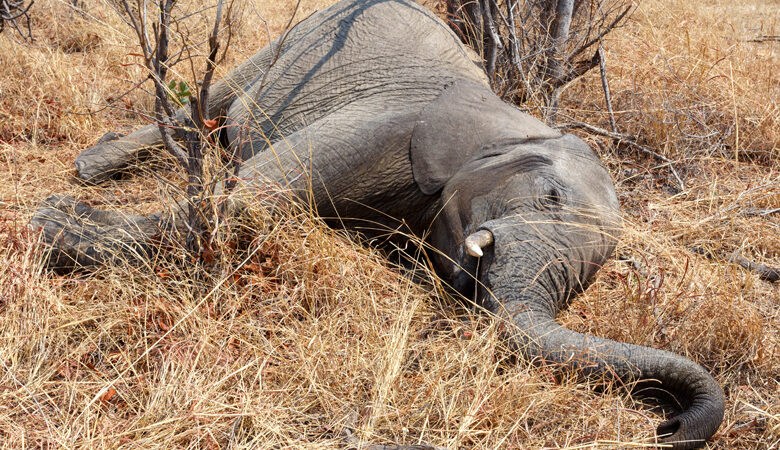 Μυστήριο με εκατοντάδες νεκρούς ελέφαντες στην Αφρική