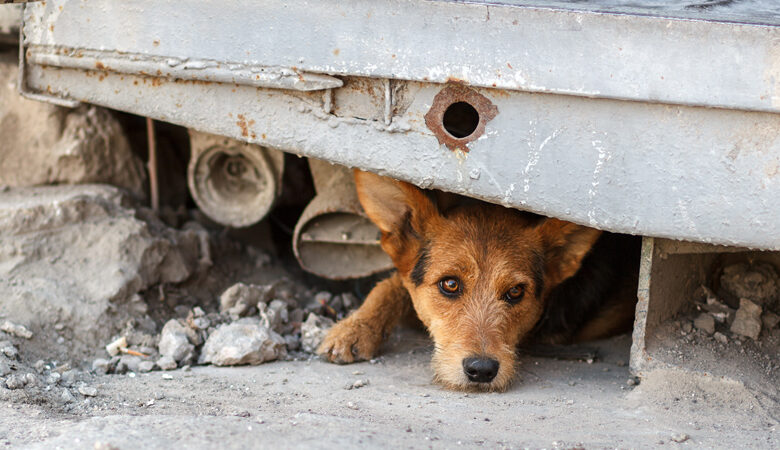 Κτηνωδία στη Στυλίδα: Έδεσαν, βασάνισαν και σκότωσαν σκύλο
