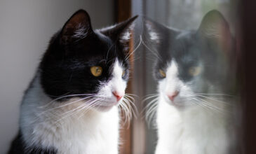 Κορονοϊός: Σε εξάμηνη καραντίνα τέθηκε… γατάκι στην Λαμπεντούζα