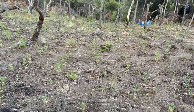 Καλλιεργούσαν φυτεία κάνναβης με 1.100 δενδρύλλια στα Γεράνεια Όρη