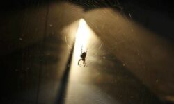 Σέρρες: Αράχνη «μαύρη χήρα» τσίμπησε αγρότη