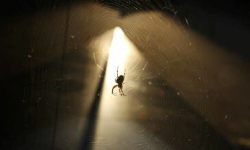 Στην Εντατική μωράκι 10 μηνών από τσίμπημα αράχνης