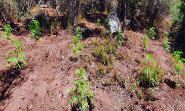 Λάρισα: Φυτεία «μαμούθ» με 373 χασισόδεντρα στην Αγιά