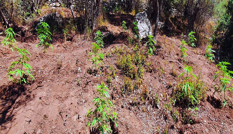 Λάρισα: Φυτεία «μαμούθ» με 373 χασισόδεντρα στην Αγιά