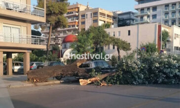 Δέντρο καταπλάκωσε αυτοκίνητο στην Θεσσαλονίκη