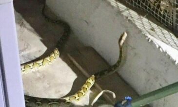 Βρήκαν ένα φίδι 2 μέτρων στο μπαλκόνι τους