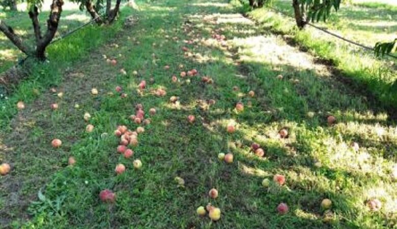Καταστροφές στις καλλιέργειες φρούτων προκάλεσε η κακοκαιρία «Θάλεια»