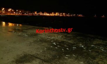 Γέμισε με δεκάδες νεκρά ψάρια η παραλία του Αγίου Νικολάου στην Κόρινθο