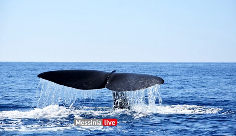 Έκαναν βόλτα με το σκάφος στη Μάνη και είδαν δίπλα τους φάλαινα 20 μέτρων